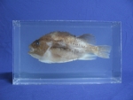 Foto Galerie/Perciformes/Cottoidei/Cyclopterus lumpus_01_SS.jpg